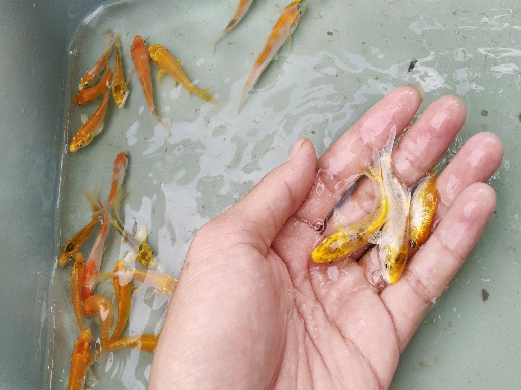Bibit ikan koi super