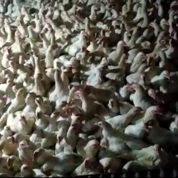Jual Karkas Ayam Pejantan Fresh
