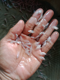 gurame padang