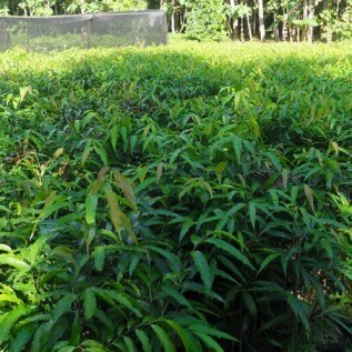 Bibit Glodokan Tiang Tinggi 3 Meter | Bibit Glodokan super Di Purworejo
