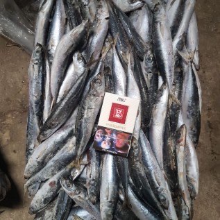 Ikan Layang Deles