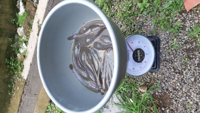 Jual Ikan Lele