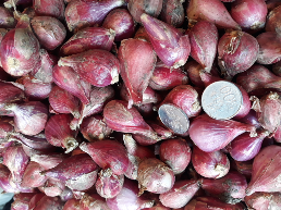 Bawang merah