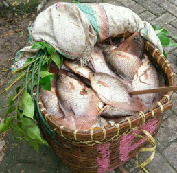 Jual Gurame Partai/eceran