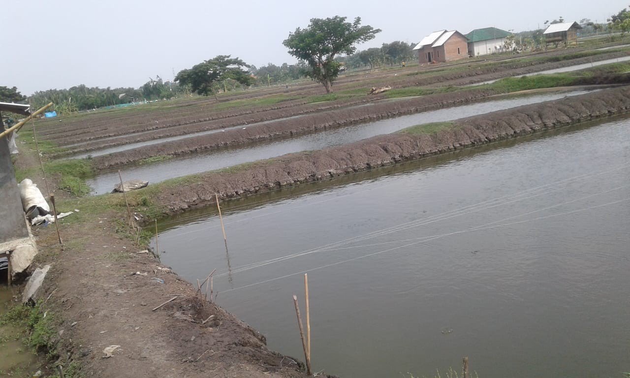 Ikan Lele Segar