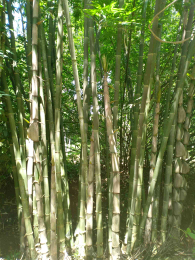 bambu wulung