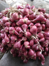 Bawang Merah Brebes Asli & Bawang Bima