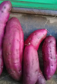 umbi jalar