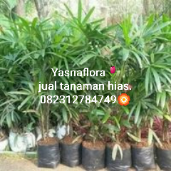 jual tanaman palem waregu 08.12.92.12.77.31