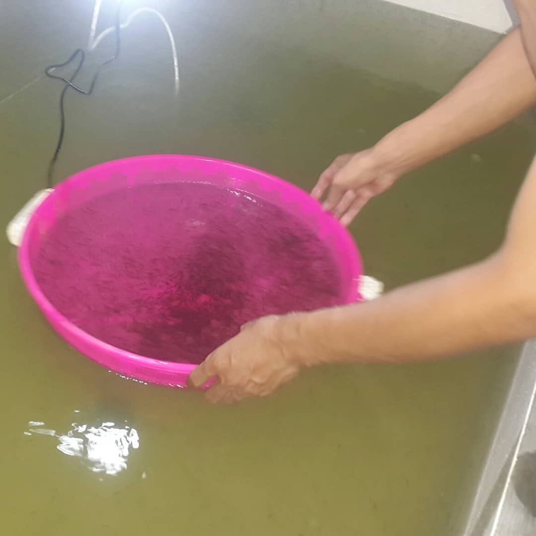 Jual Bibit Ikan Patin Unggulan