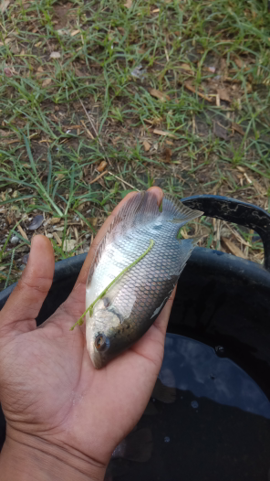 benih ikan gurame