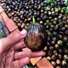 kecambah pinang betara