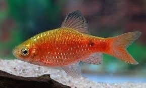 Jual Ikan hias