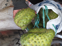 buah sirsak