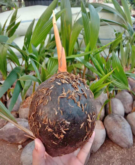 kelapa bonsay