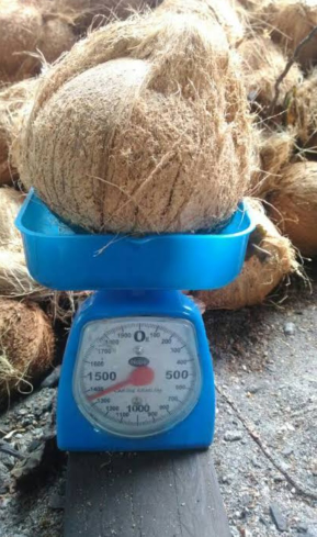 kelapa tua