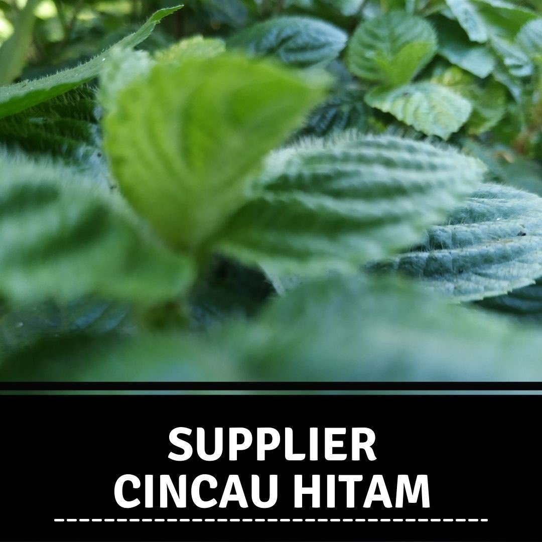 Supplier Cincau Hitam Di Karo Dari Petani Di Pacitan Jawa Timur