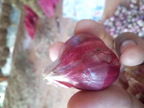 BAWANG MERAH SUPER