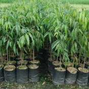 jual pohon glodokan tiang 