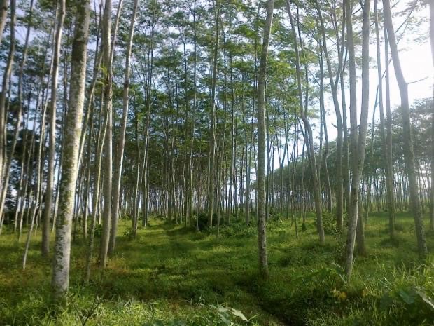 Jual Kayu Albasia/Sengon tebang pohon