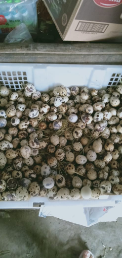 dijual telur puyuh
