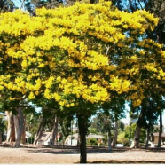 jual pohon Flamboyan kuning 