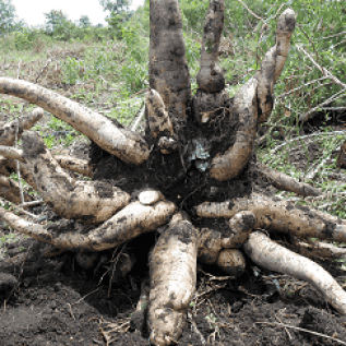 Jual Bibit Singkong Gajah Asli Kalimantan Timur
