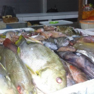 Cumi manis dan ikan komsumsi hasil laut kondisi segar,