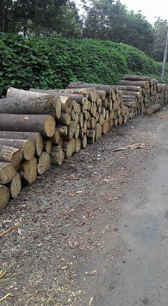Jual log kayu atau papan/balok ukuran custom,  dari kayu sengon, kayu nangka hutan