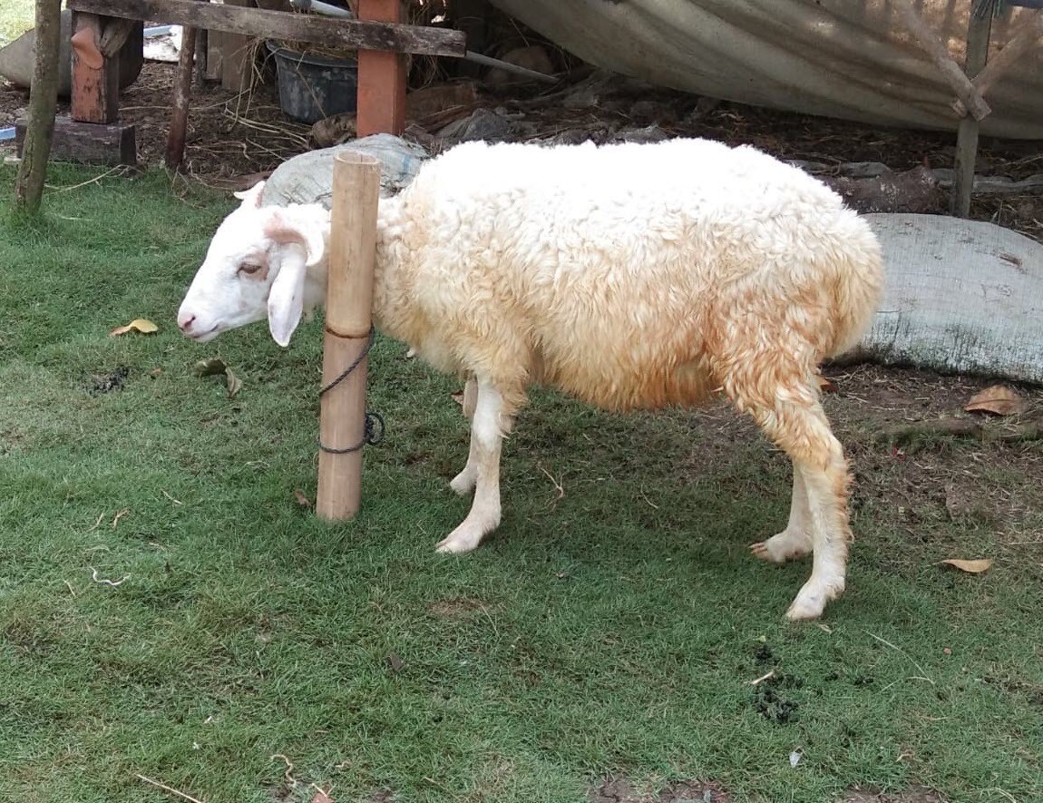 Domba Qurban dan Akikah