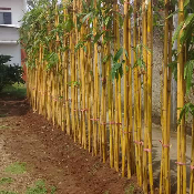 jual pohon bambu kuning panda 