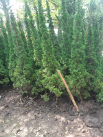 jual pohon Cemara Tretes 
