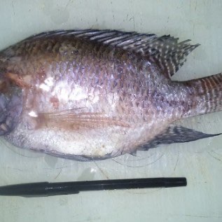 Nila Hitam/Mujaer Beku 