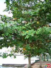 jual pohon ketapang laut 