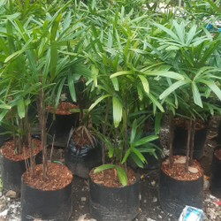 jual pohon palem waregu 