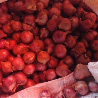 BAWANG MERAH ORGANIK