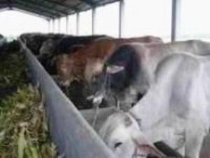 jual sapi