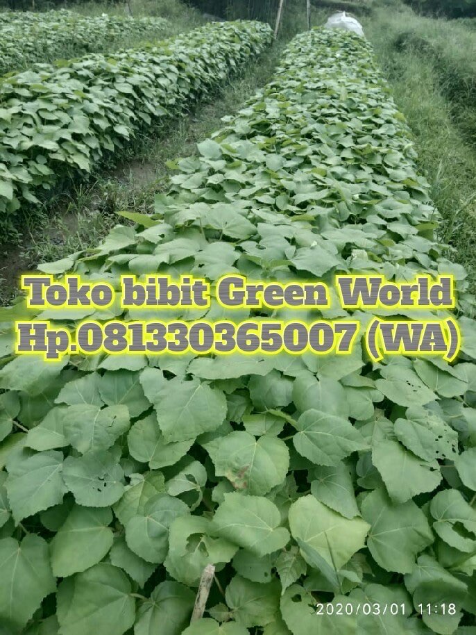 Jual bibit Balsa