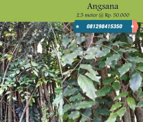 jual pohon angsana.dm 10-20cm