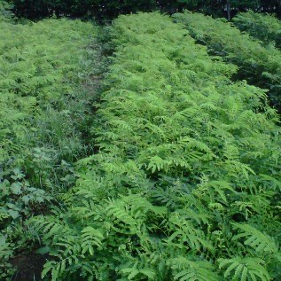 Jual Bibit Sengon/albasia & Akasia mangium