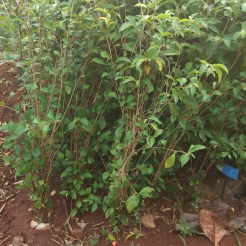 jual pohon bakung amarilis