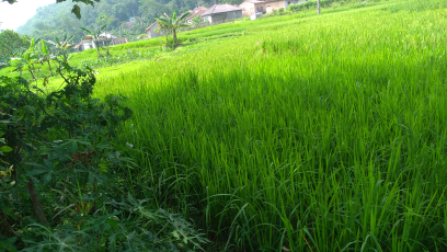 DI JUAL TANAH SAWAH KURANG LEBIH 300M