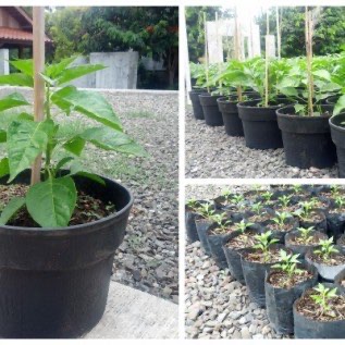 Jual Polybag KW Super, Lebar 10-60 cm Harga Murah