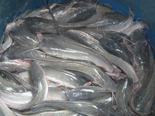 ikan lele konsumsi