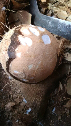 KELAPA TUA