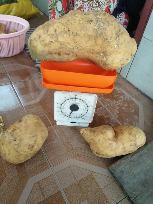 UBI RANCING/MADU CILEMBU DONGDOT