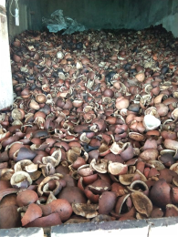Kopra / Cungkil kelapa