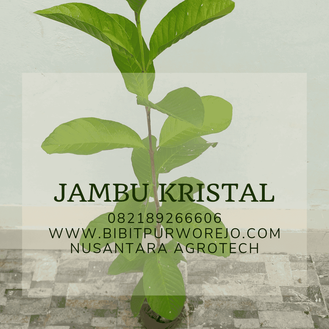 Bibit Jambu Kristal Murah