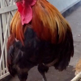 Jual Ayam Pelung dari Bibit atau Anakan sampai Dewasa