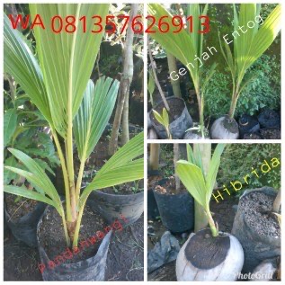 Kelapa genjah entog